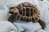 Hermanns: Male approx 18 years old (Buddy)